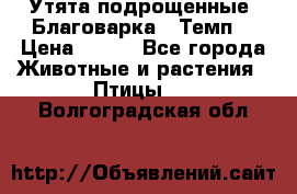 Утята подрощенные “Благоварка“,“Темп“ › Цена ­ 100 - Все города Животные и растения » Птицы   . Волгоградская обл.